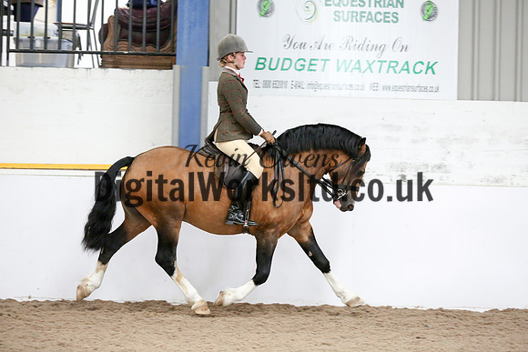 NECWPCA-SUMMER-WELSH-SILVER-MEDAL-SHOW (253 of 315)