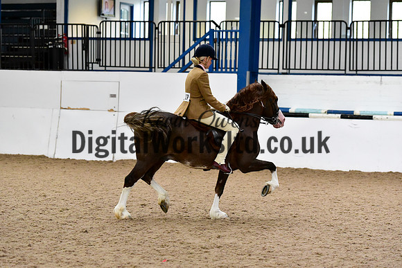 NECWPCA-SUMMER-WELSH-SILVER-MEDAL-SHOW (52 of 92)