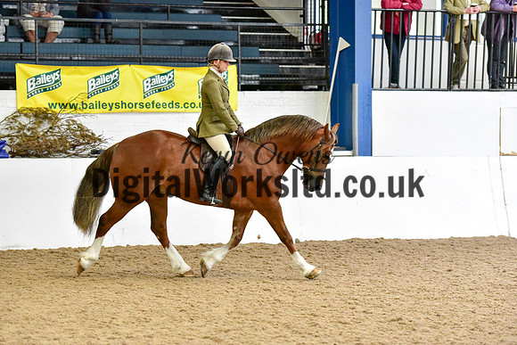 NECWPCA-SUMMER-WELSH-SILVER-MEDAL-SHOW (189 of 315)