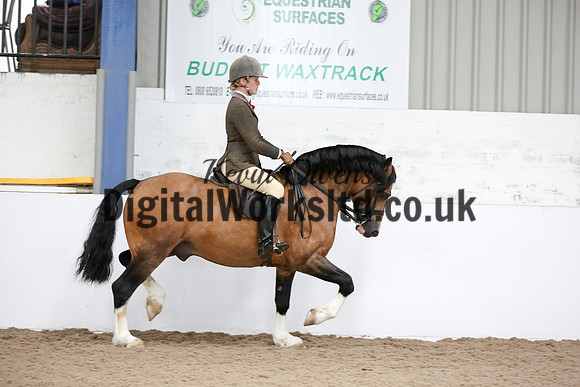 NECWPCA-SUMMER-WELSH-SILVER-MEDAL-SHOW (254 of 315)