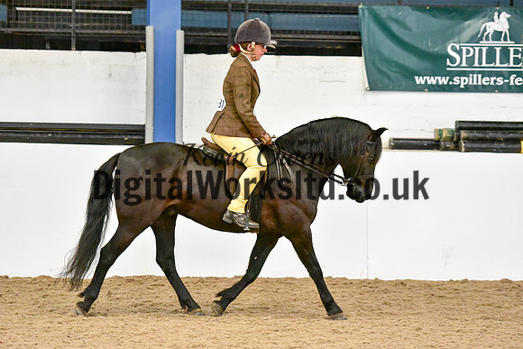NECWPCA-SUMMER-WELSH-SILVER-MEDAL-SHOW (133 of 315)