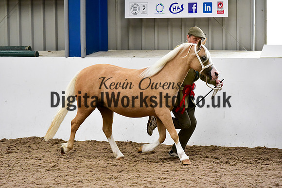 NECWPCA-SUMMER-WELSH-SILVER-MEDAL-SHOW (23 of 46)