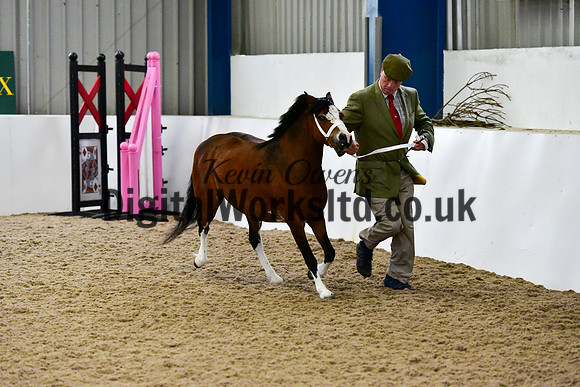 NECWPCA-SUMMER-WELSH-SILVER-MEDAL-SHOW (23 of 412)