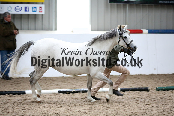 NECWPCA-SUMMER-WELSH-SILVER-MEDAL-SHOW (24 of 427)