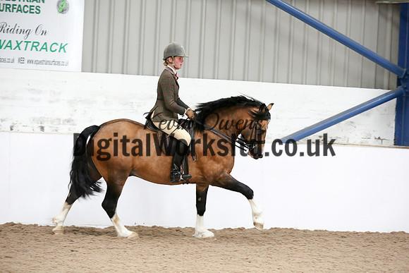 NECWPCA-SUMMER-WELSH-SILVER-MEDAL-SHOW (279 of 315)