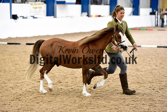 NECWPCA-SUMMER-WELSH-SILVER-MEDAL-SHOW (31 of 61)