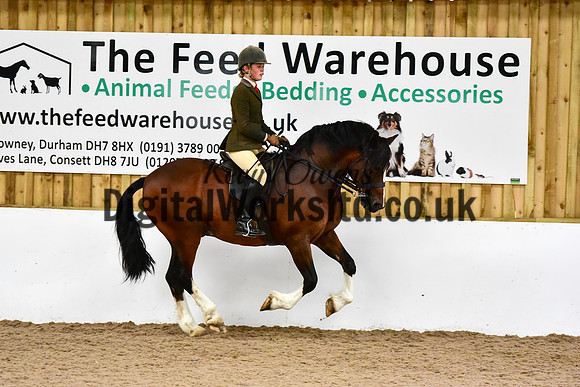 NECWPCA-SUMMER-WELSH-SILVER-MEDAL-SHOW (217 of 325)
