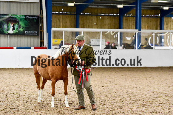 NECWPCA-SUMMER-WELSH-SILVER-MEDAL-SHOW (1 of 162)