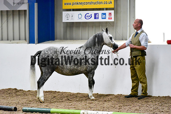 NECWPCA-SUMMER-WELSH-SILVER-MEDAL-SHOW (4 of 412)