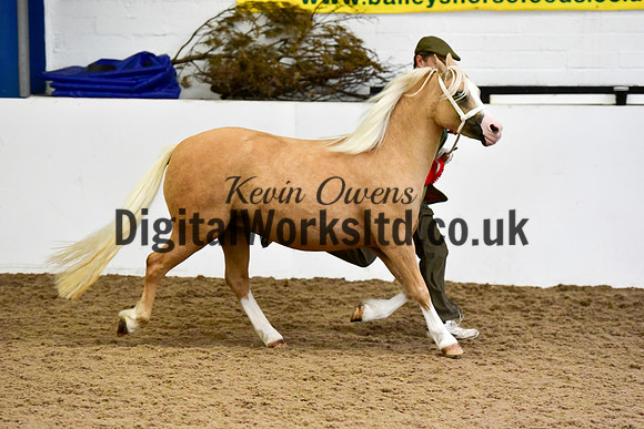 NECWPCA-SUMMER-WELSH-SILVER-MEDAL-SHOW (27 of 46)