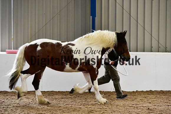 NECWPCA-SUMMER-WELSH-SILVER-MEDAL-SHOW (22 of 150)