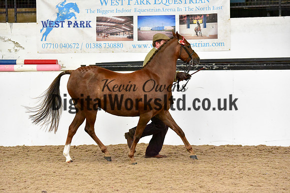 NECWPCA-SUMMER-WELSH-SILVER-MEDAL-SHOW (13 of 61)