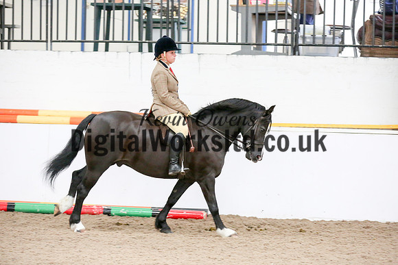 NECWPCA-SUMMER-WELSH-SILVER-MEDAL-SHOW (266 of 315)