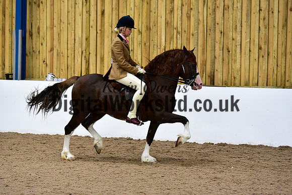 NECWPCA-SUMMER-WELSH-SILVER-MEDAL-SHOW (34 of 92)