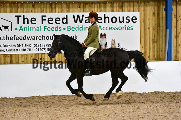 NECWPCA-SUMMER-WELSH-SILVER-MEDAL-SHOW (224 of 325)