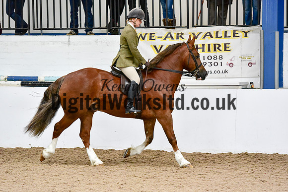 NECWPCA-SUMMER-WELSH-SILVER-MEDAL-SHOW (207 of 325)