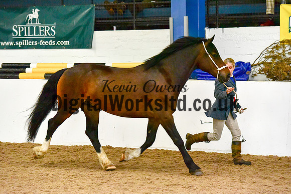 NECWPCA-SUMMER-WELSH-SILVER-MEDAL-SHOW (3 of 61)