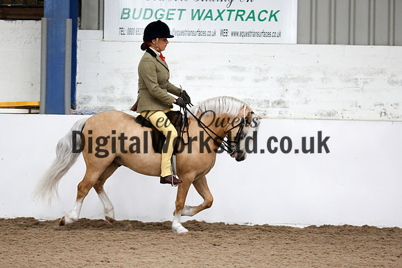NECWPCA-SUMMER-WELSH-SILVER-MEDAL-SHOW (213 of 315)