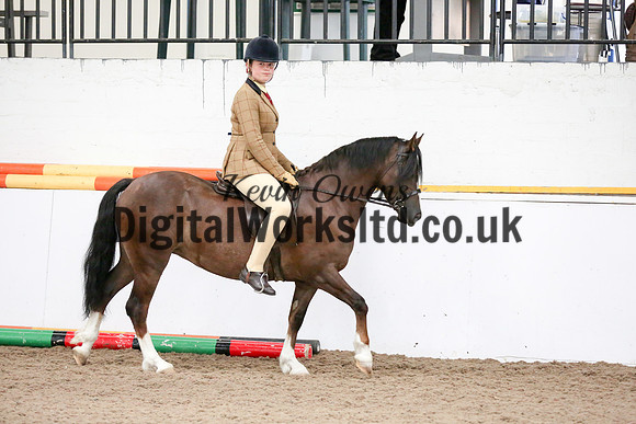 NECWPCA-SUMMER-WELSH-SILVER-MEDAL-SHOW (228 of 315)