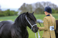 Dales Pony Shows