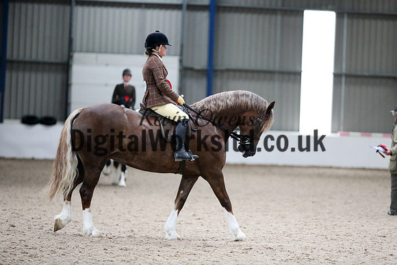 NECWPCA-SUMMER-WELSH-SILVER-MEDAL-SHOW (192 of 325)