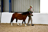 NECWPCA-SUMMER-WELSH-SILVER-MEDAL-SHOW (9 of 412)