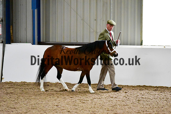 NECWPCA-SUMMER-WELSH-SILVER-MEDAL-SHOW (9 of 412)