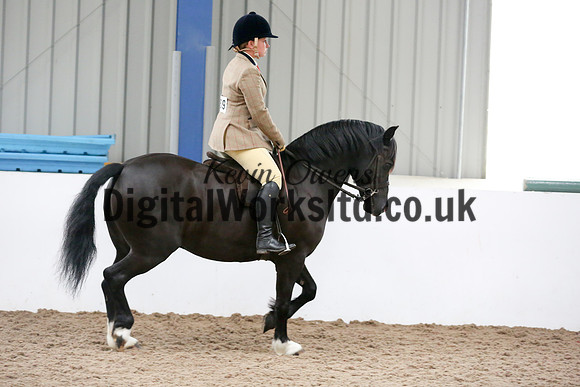 NECWPCA-SUMMER-WELSH-SILVER-MEDAL-SHOW (233 of 315)