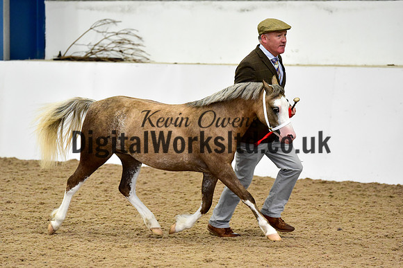 NECWPCA-SUMMER-WELSH-SILVER-MEDAL-SHOW (8 of 75)