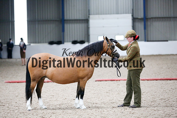 NECWPCA-SUMMER-WELSH-SILVER-MEDAL-SHOW (52 of 427)