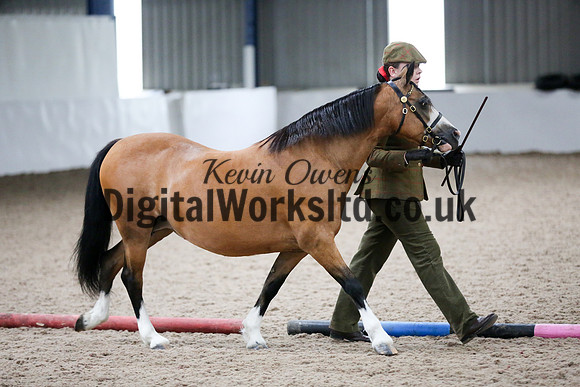 NECWPCA-SUMMER-WELSH-SILVER-MEDAL-SHOW (20 of 427)