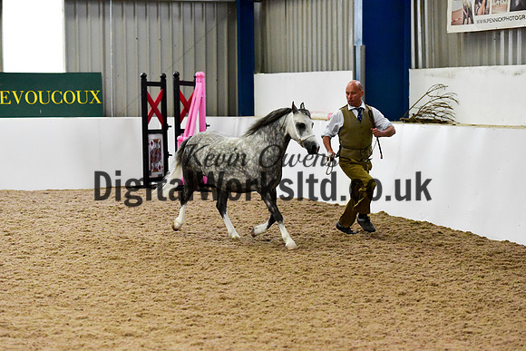 NECWPCA-SUMMER-WELSH-SILVER-MEDAL-SHOW (28 of 412)