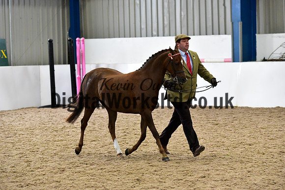 NECWPCA-SUMMER-WELSH-SILVER-MEDAL-SHOW (16 of 61)