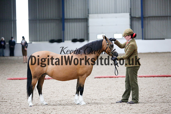 NECWPCA-SUMMER-WELSH-SILVER-MEDAL-SHOW (53 of 427)