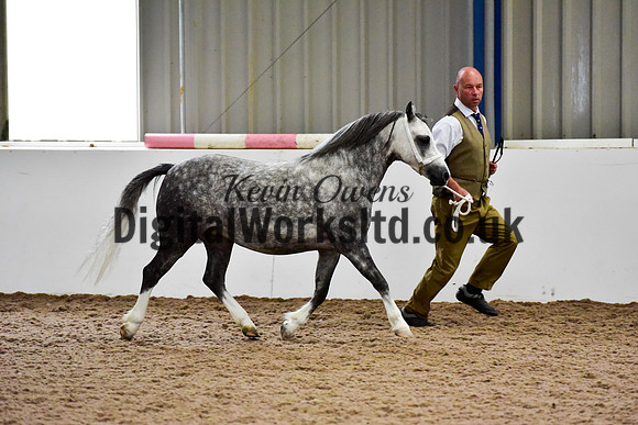 NECWPCA-SUMMER-WELSH-SILVER-MEDAL-SHOW (27 of 412)