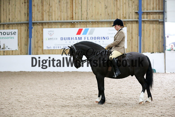 NECWPCA-SUMMER-WELSH-SILVER-MEDAL-SHOW (307 of 315)
