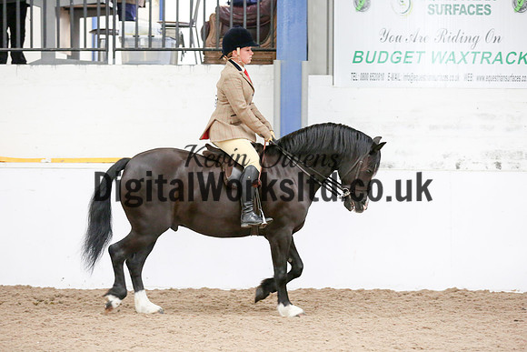NECWPCA-SUMMER-WELSH-SILVER-MEDAL-SHOW (244 of 315)