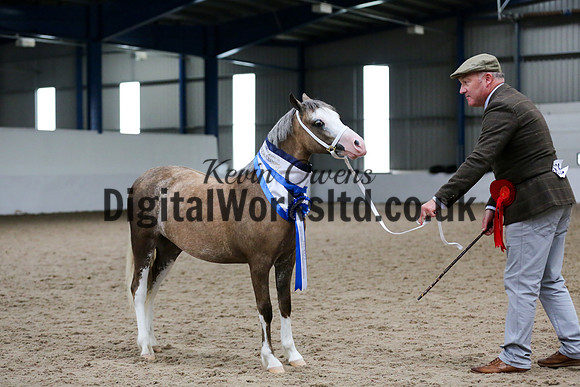 NECWPCA-SUMMER-WELSH-SILVER-MEDAL-SHOW (8 of 159)