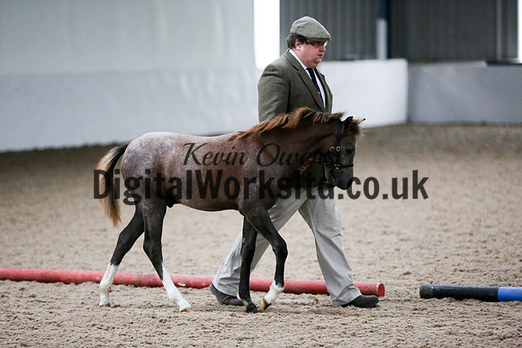 NECWPCA-SUMMER-WELSH-SILVER-MEDAL-SHOW (14 of 427)