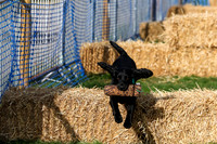 Gundog Scurry