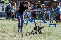 Dog Agility