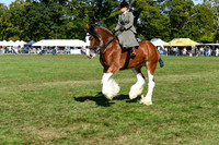 Horse Showing Rings