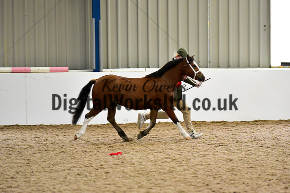 NECWPCA-SUMMER-WELSH-SILVER-MEDAL-SHOW (7 of 54)