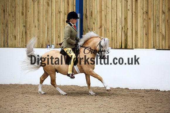 NECWPCA-SUMMER-WELSH-SILVER-MEDAL-SHOW (185 of 315)