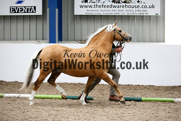 NECWPCA-SUMMER-WELSH-SILVER-MEDAL-SHOW (4 of 134)