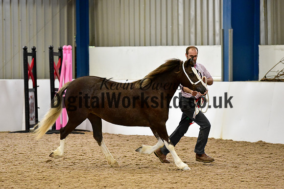 NECWPCA-SUMMER-WELSH-SILVER-MEDAL-SHOW (20 of 46)