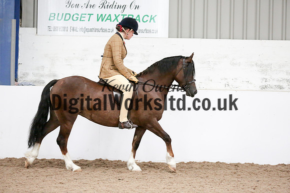 NECWPCA-SUMMER-WELSH-SILVER-MEDAL-SHOW (229 of 315)