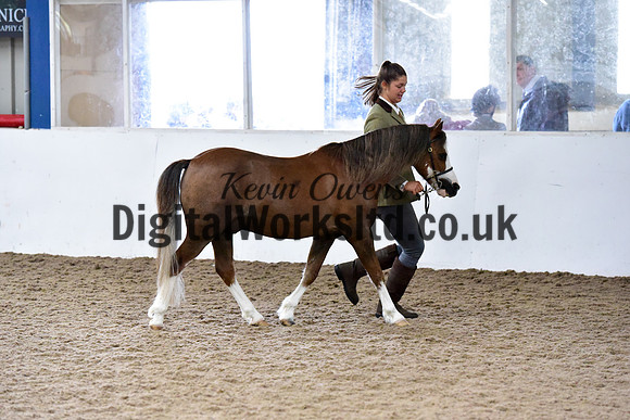 NECWPCA-SUMMER-WELSH-SILVER-MEDAL-SHOW (26 of 61)