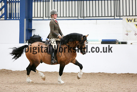 NECWPCA-SUMMER-WELSH-SILVER-MEDAL-SHOW (295 of 315)