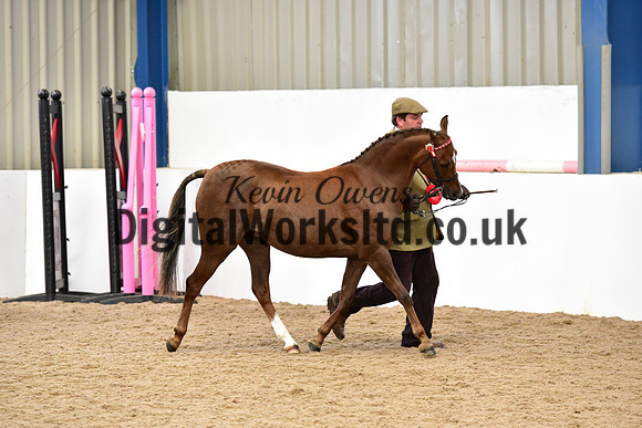 NECWPCA-SUMMER-WELSH-SILVER-MEDAL-SHOW (5 of 104)